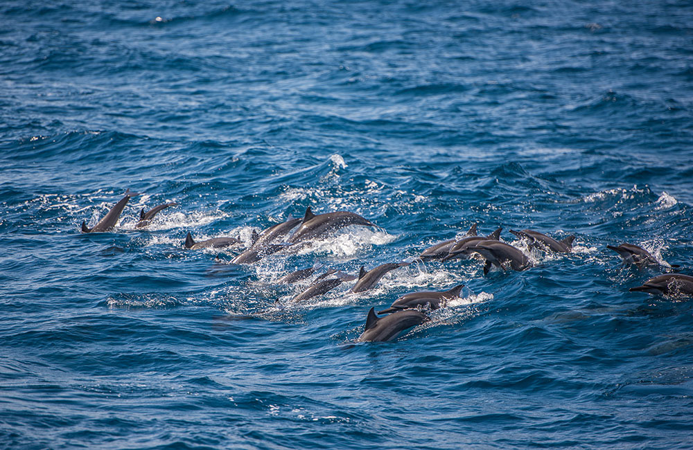 Whale and dolphin watching in Sri Lanka