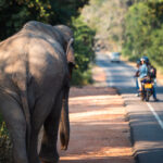 Wild elephant walking along road in Sri Lanka