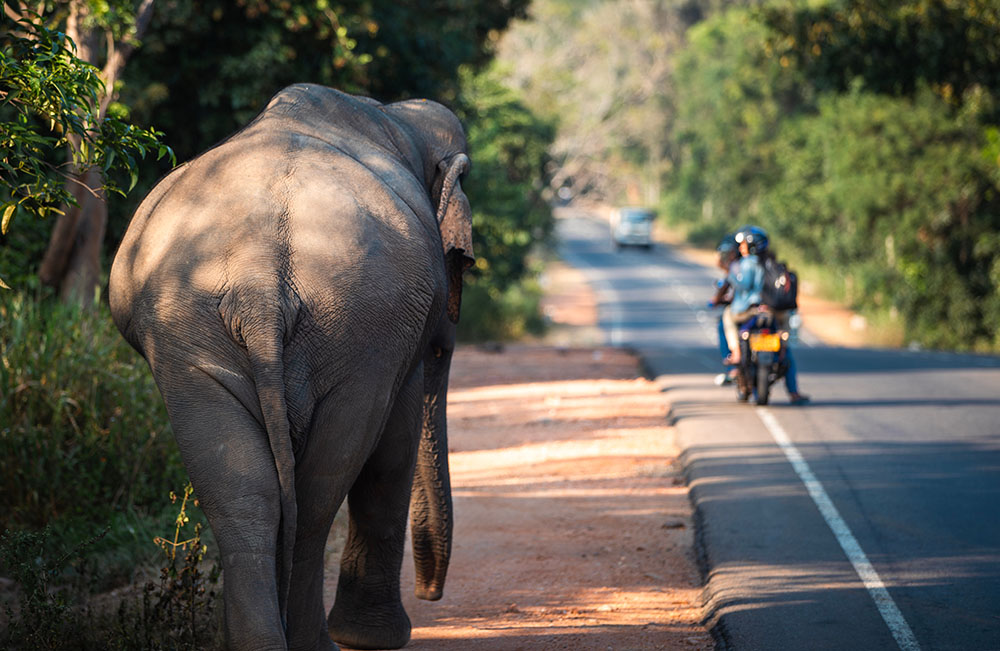 Wild elephant walking along road in Sri Lanka