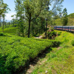 Sri Lanka Tea Plantation